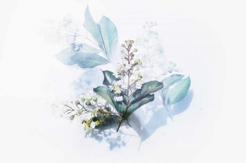 masterstudy_placeholder